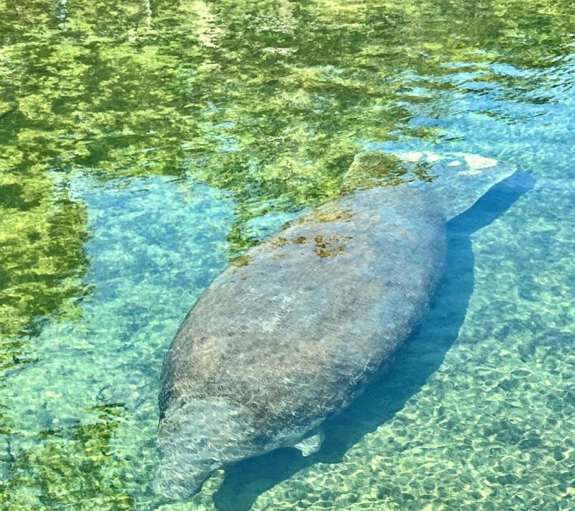 Photo of Others in Crystal River