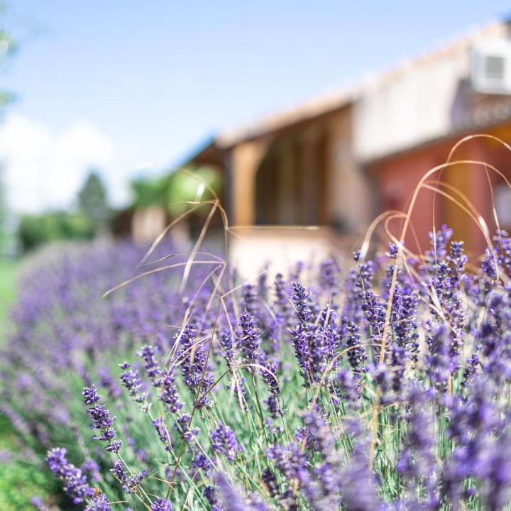 Photo of Others in Tournus