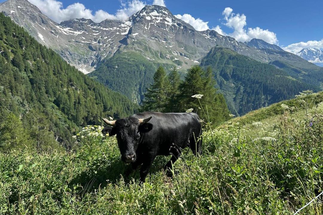 Photo of Others in Rosswald