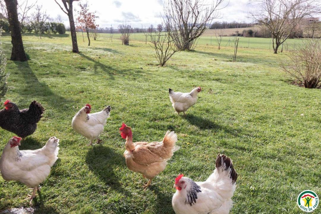 Photo of Others in Montegut-Lauragais