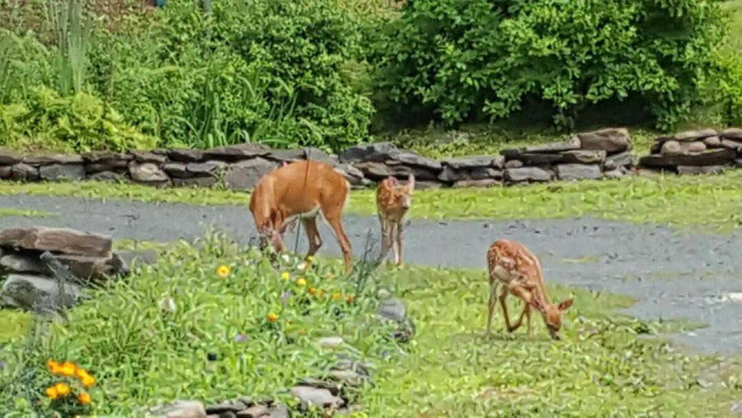 Photo of Outdoor in Thompson Ridge
