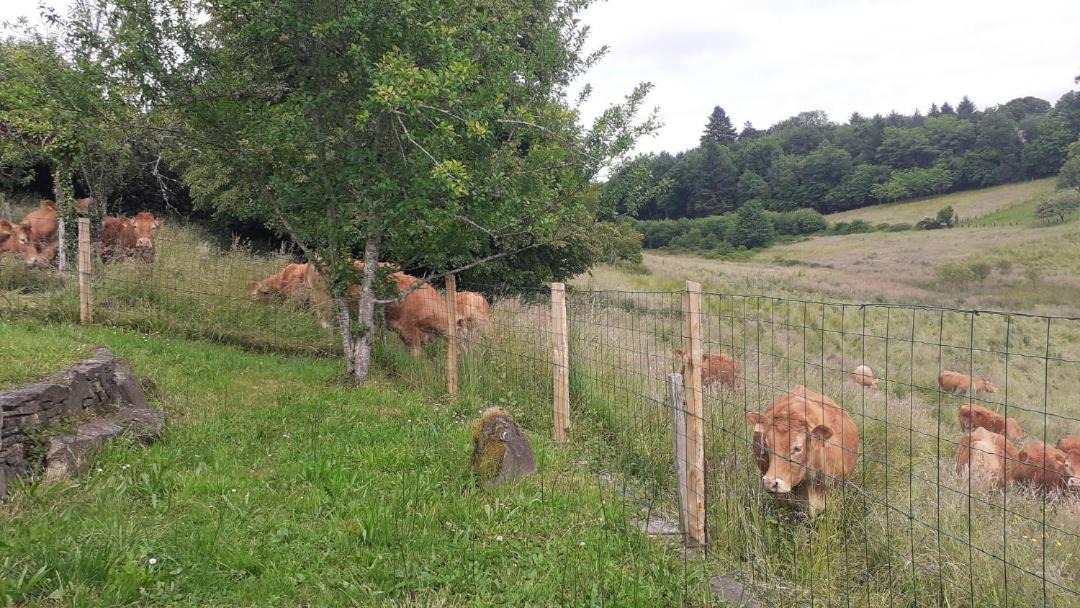 Photo of Others in Bujaleuf