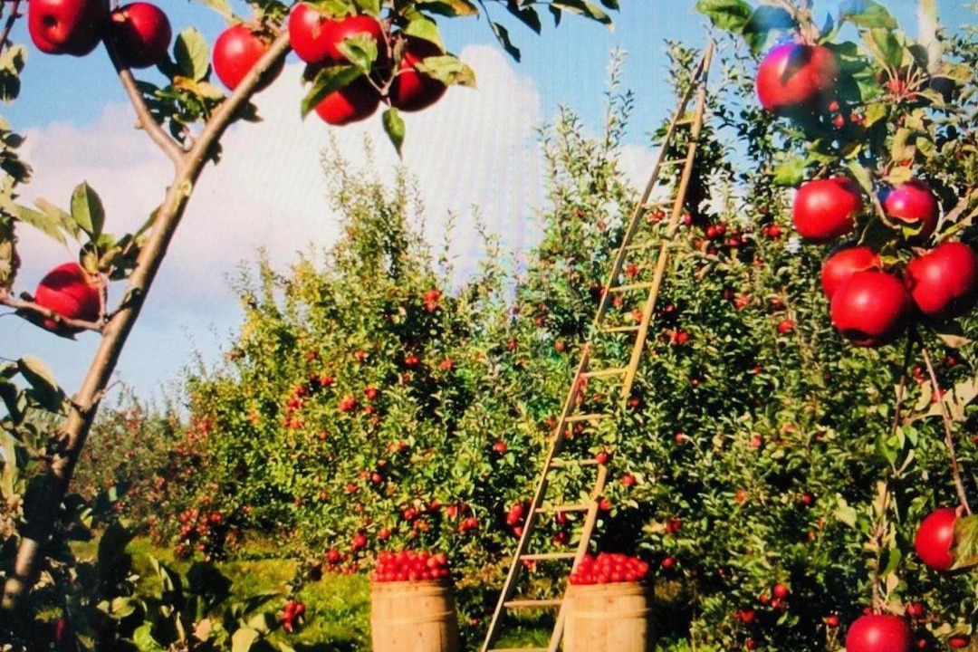 Photo of Others in Redding Ridge