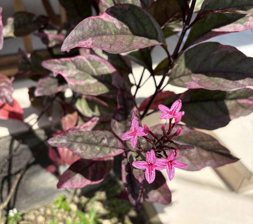 Photo of Others in Sampalan