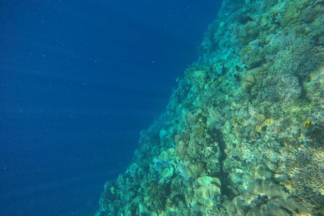 Photo of Others in Bunaken