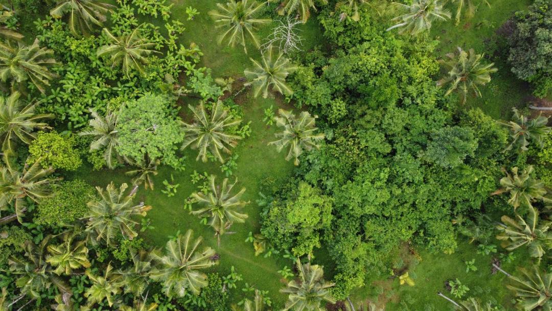 Photo of Others in Medewi