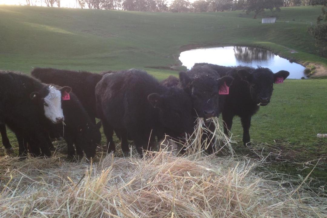 Photo of Others in Metcalfe