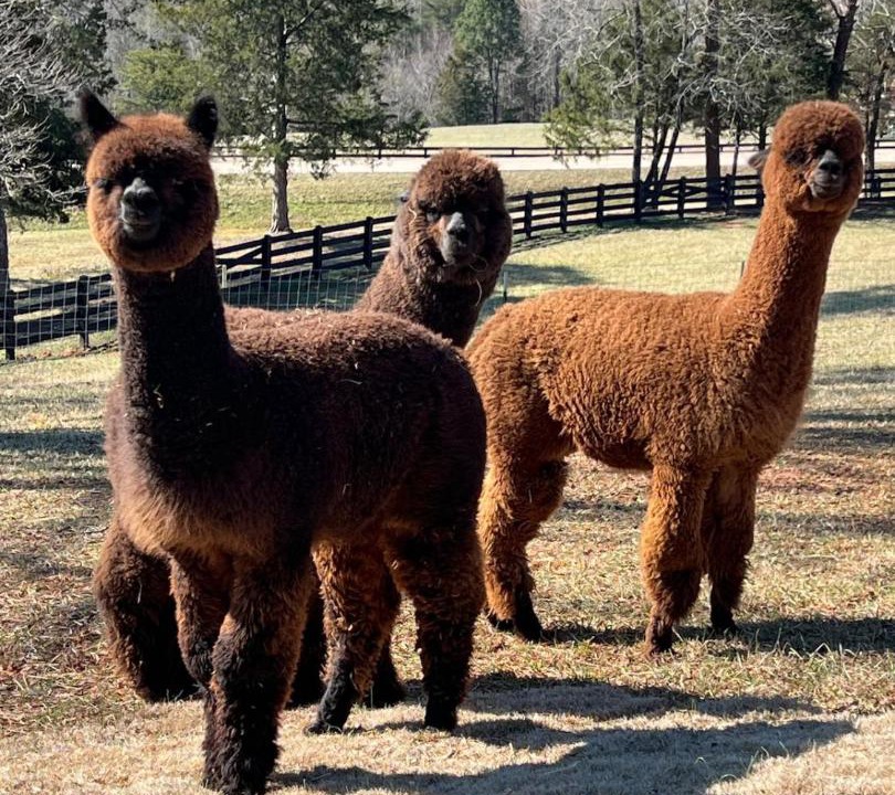 Photo of Others in Dahlonega