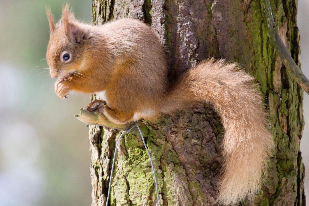 Photo of Others in Boat of Garten