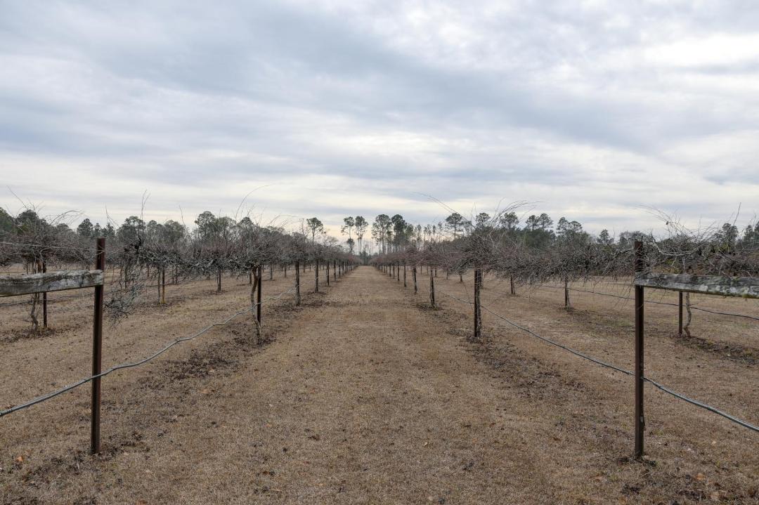 Photo of Others in Nashville