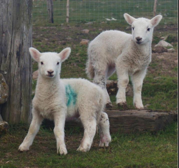 Photo of Others in Tredegar