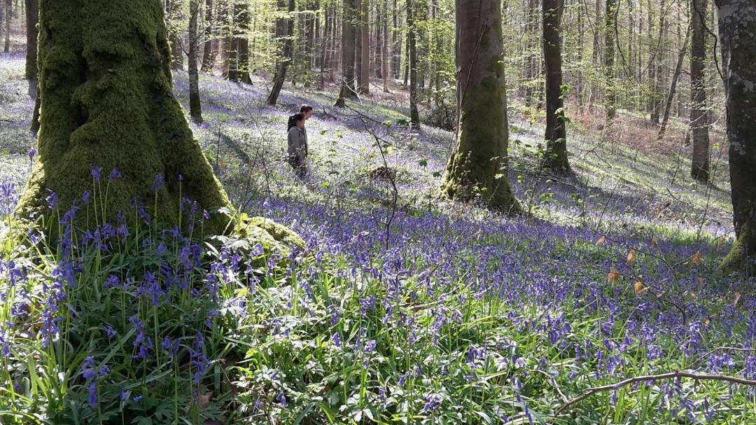 Photo of Others in Lyons-la-Foret