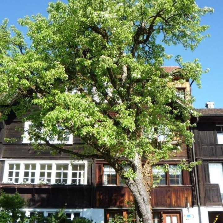 Photo of Others in Wienacht-Tobel