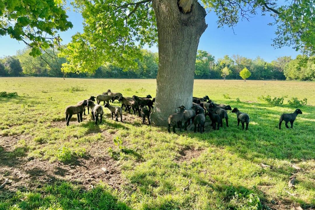 Photo of Others in Hethel