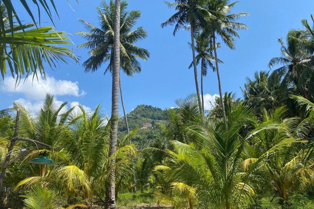 Photo of Others in Sulawesi