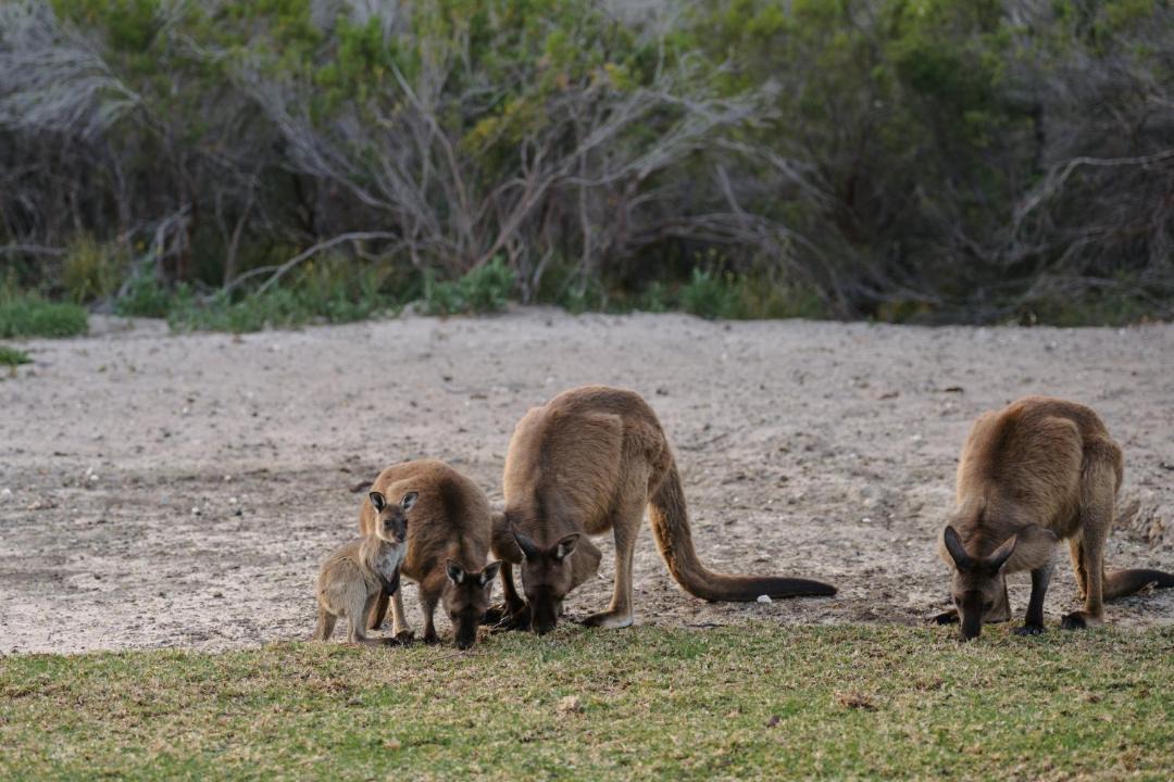 Photo of Others in Island Beach