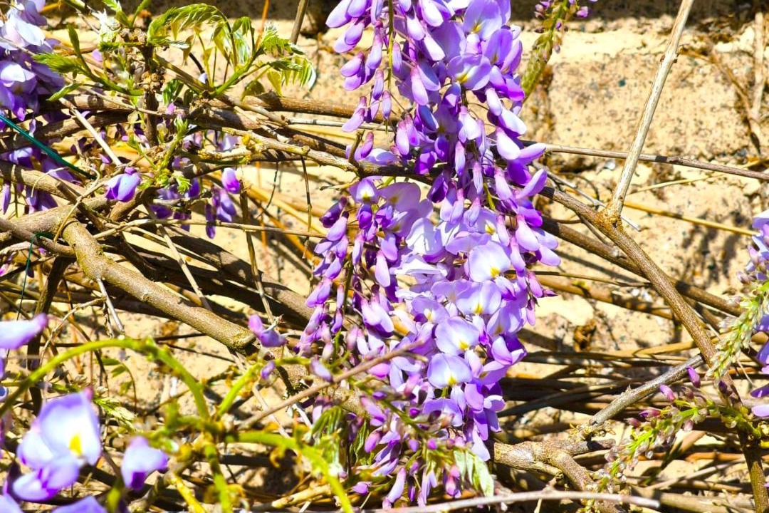 Photo of Others in Saint-Etienne-du-Rouvray