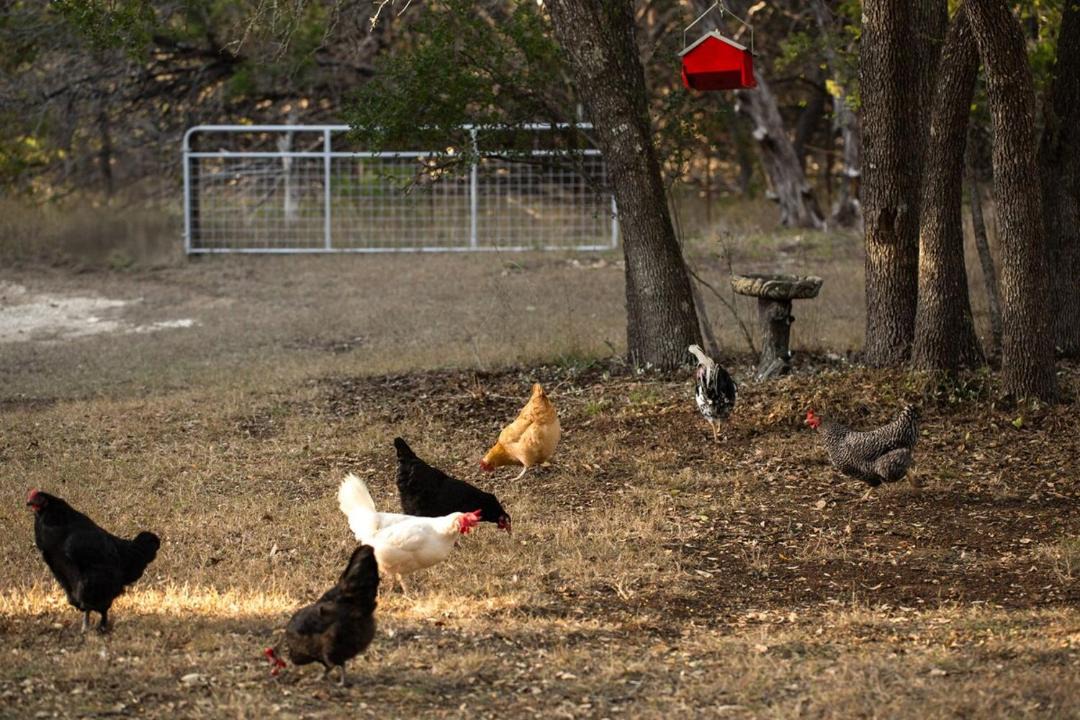 Photo of Others in Boerne