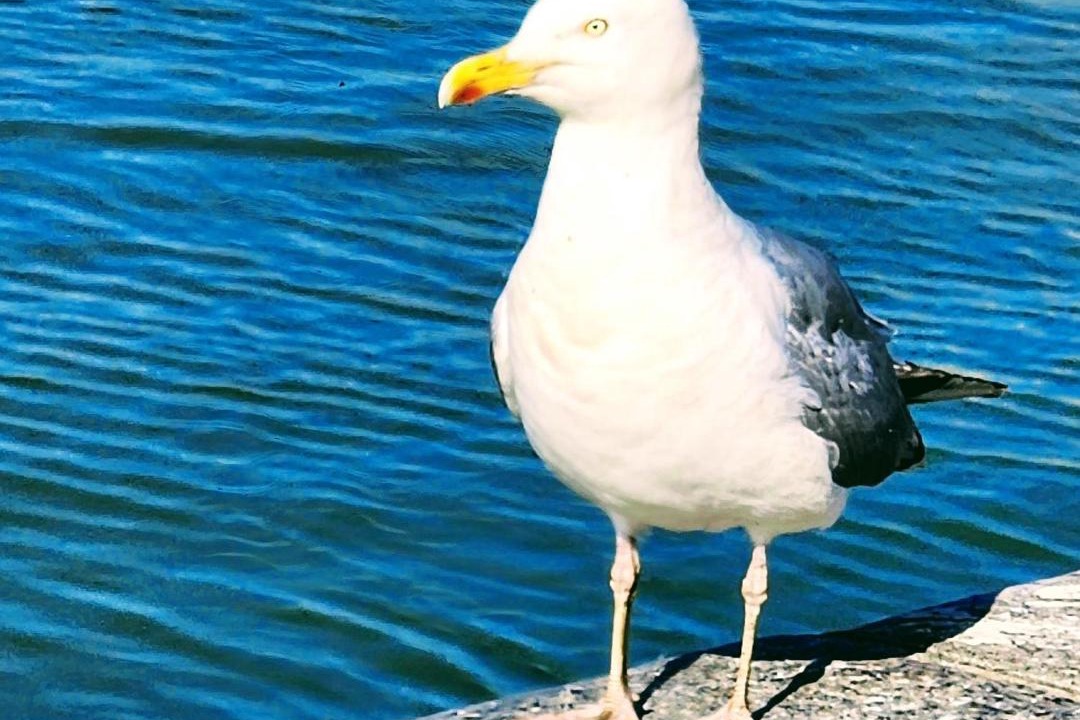 Photo of Others in Woignarue