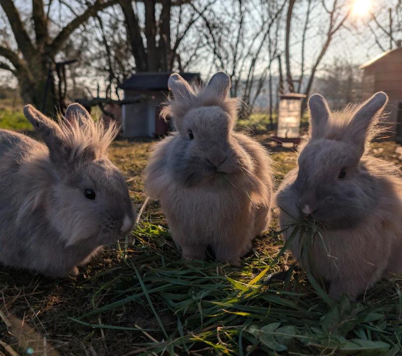 Photo of Others in Champfleur