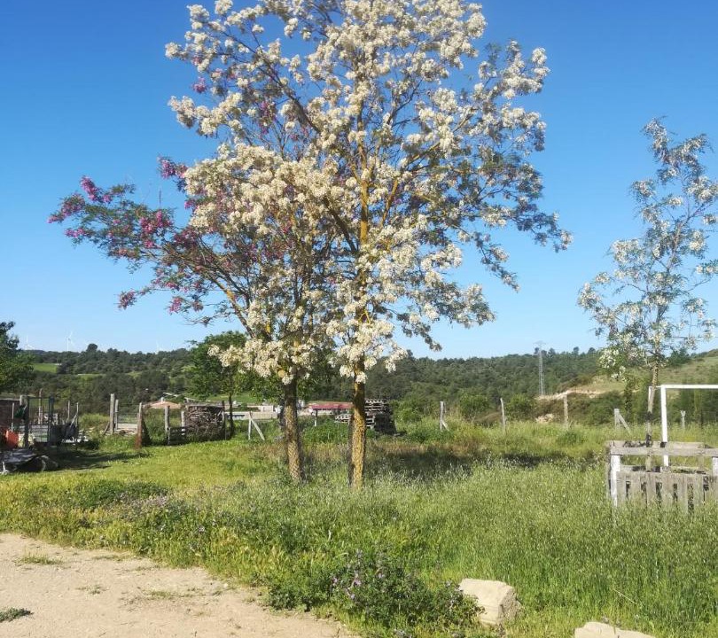 Photo of Outdoor in Calonge de Segarra