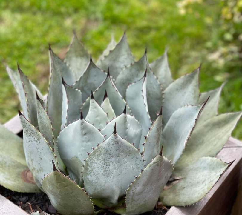 Photo of Others in Deer Island