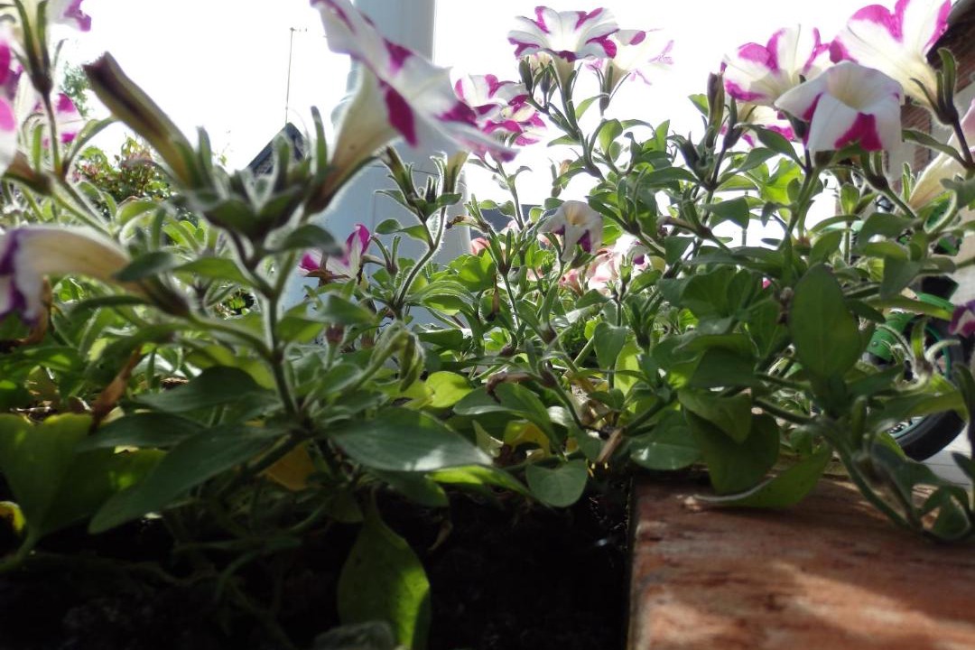 Photo of Others in Sommery