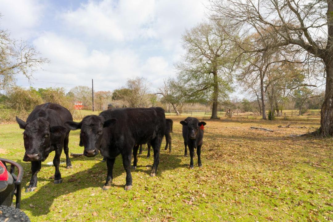 Photo of Others in Waller