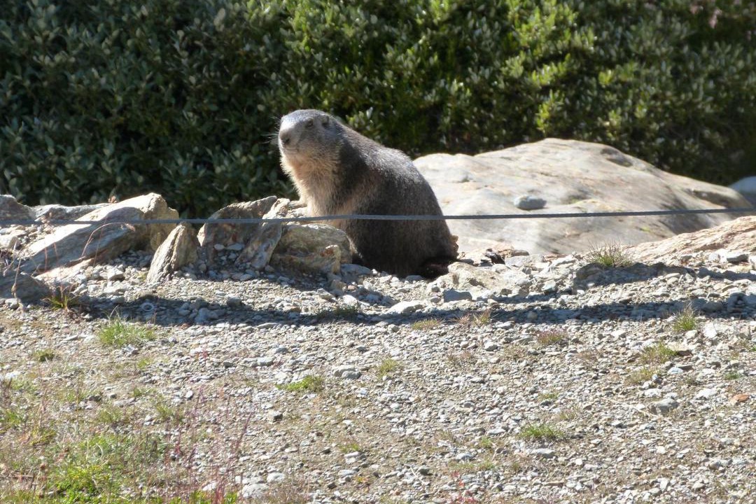 Photo of Others in Saas Grund
