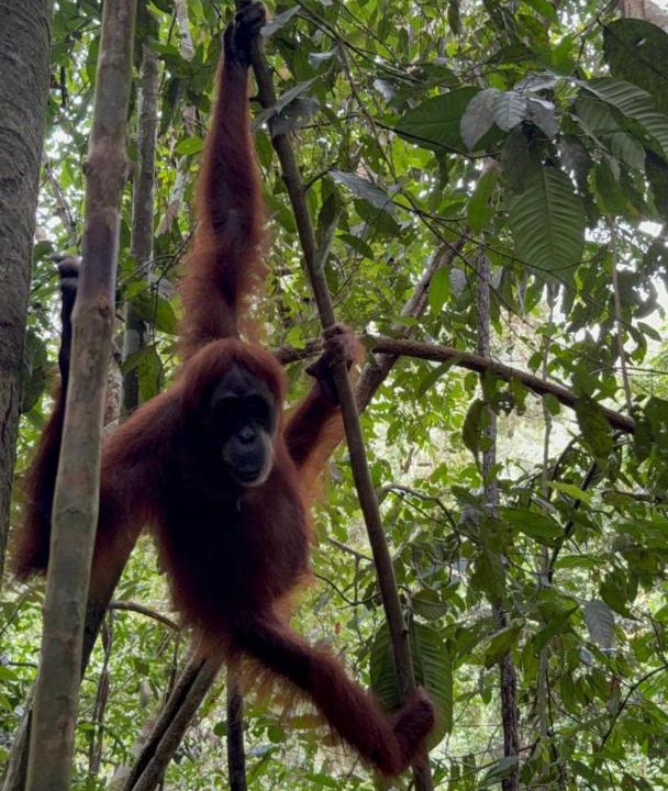 Photo of Others in Bukit Lawang