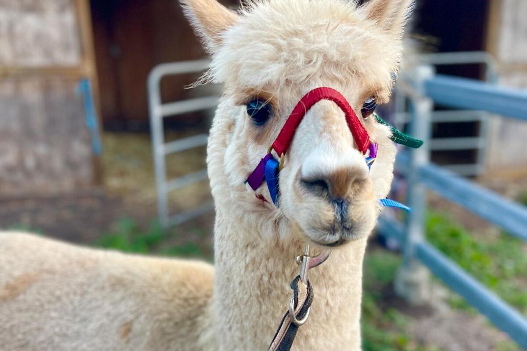 Photo of Others in Canungra