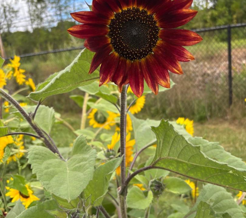 Photo of Outdoor in Hinesburg