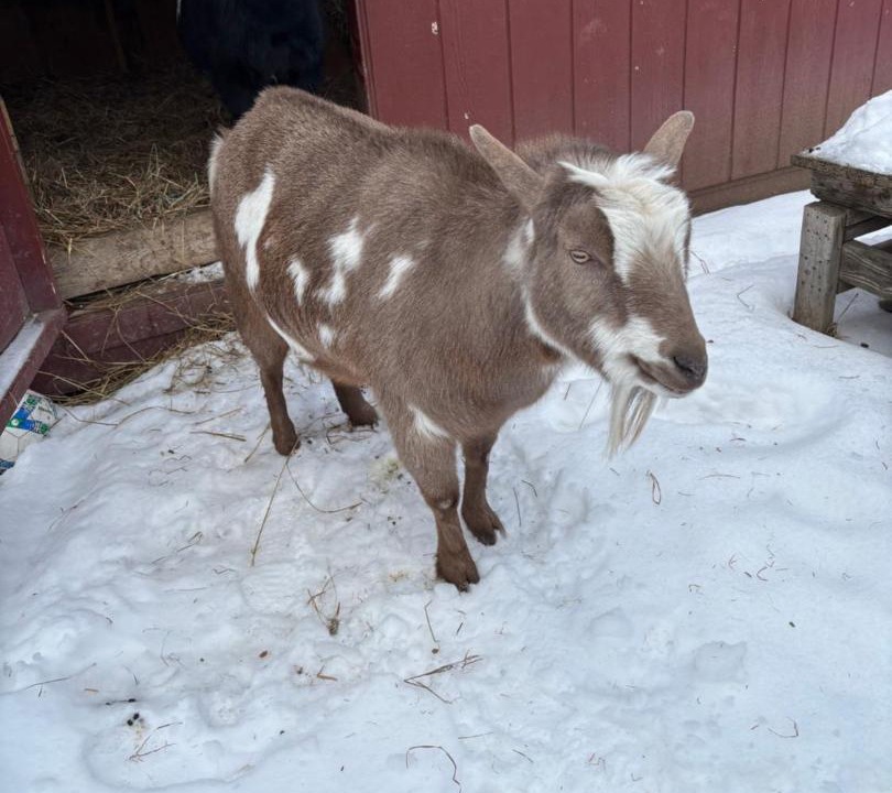 Photo of Others in Hinesburg