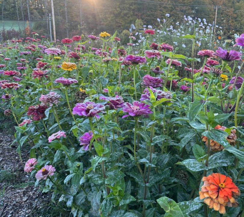 Photo of Outdoor in Hinesburg