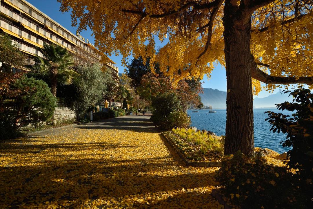 Photo of Others in Montreux City Centre