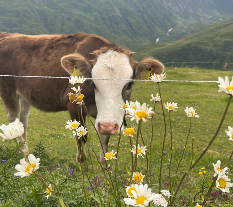 Photo of Others in Andermatt