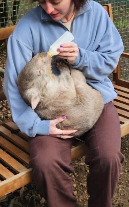 Photo of Others in Lavers Hill