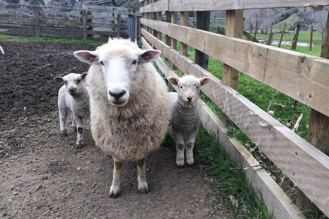 Photo of Others in Tuai