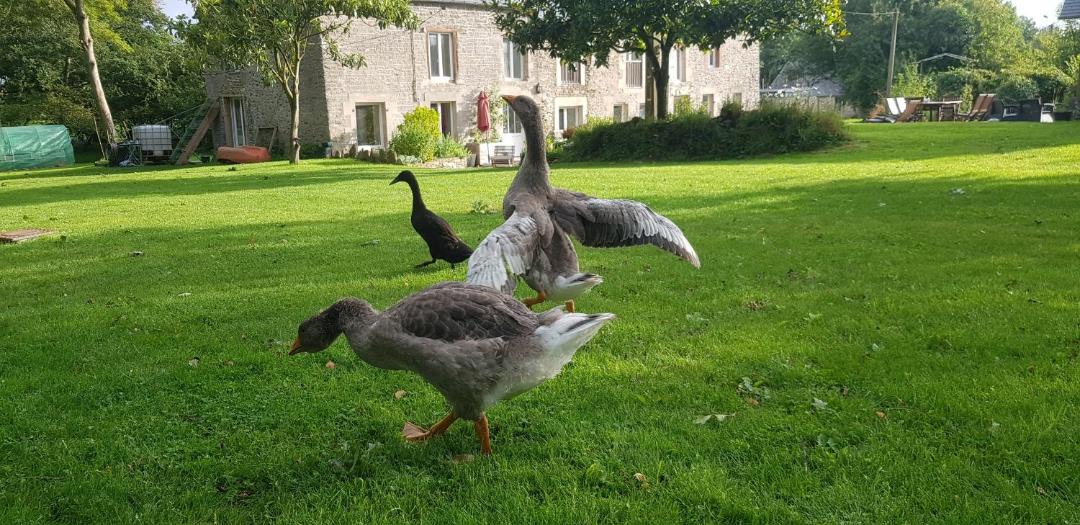 Photo of Others in Pleslin-Trigavou