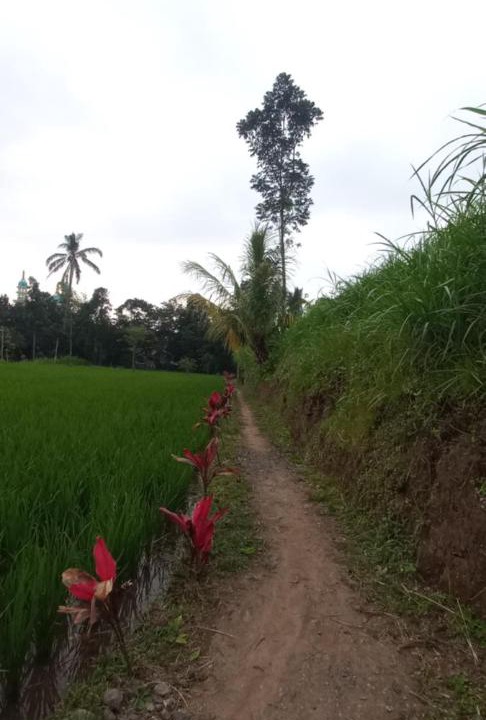 Photo of Outdoor in Tetebatu
