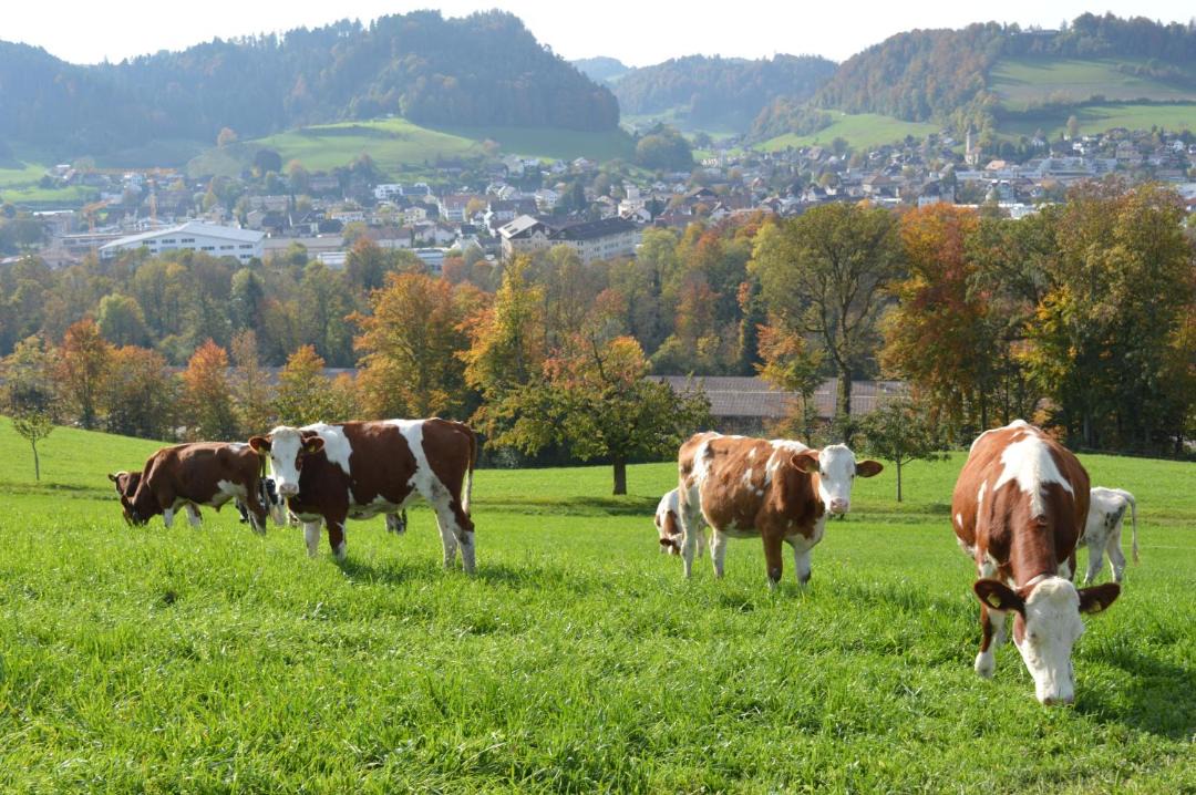 Photo of Others in Burgdorf