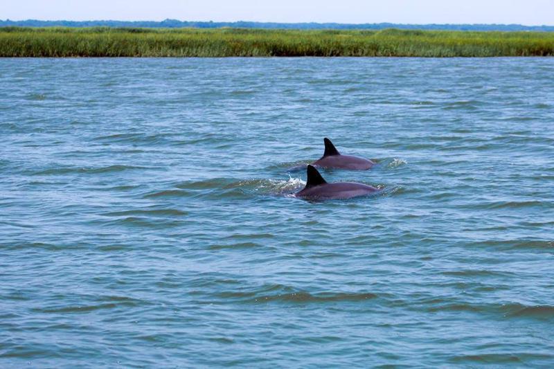 Photo of Others in Saint Helena Island