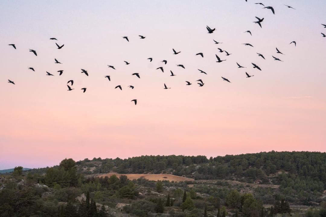 Photo of Others in Portel-des-Corbieres