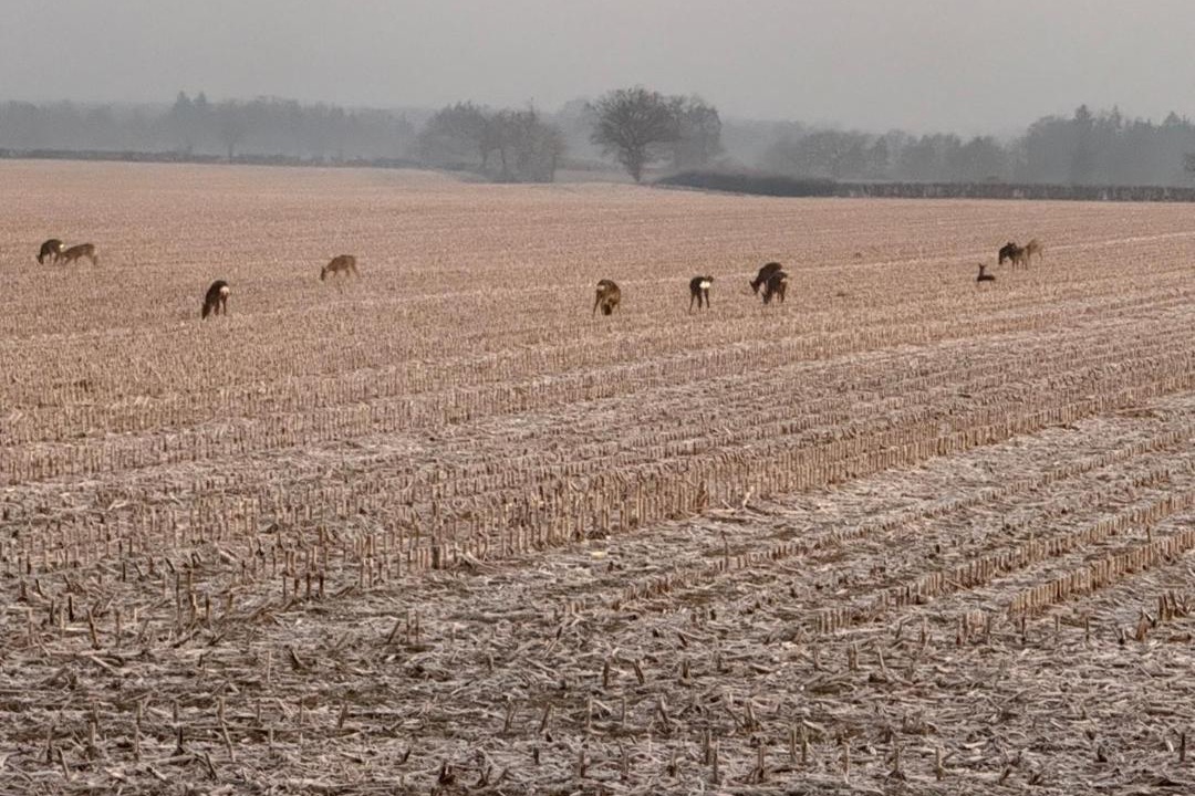 Photo of Human In Picture in Chevagnes