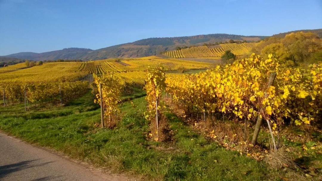 Photo of Others in Nothalten