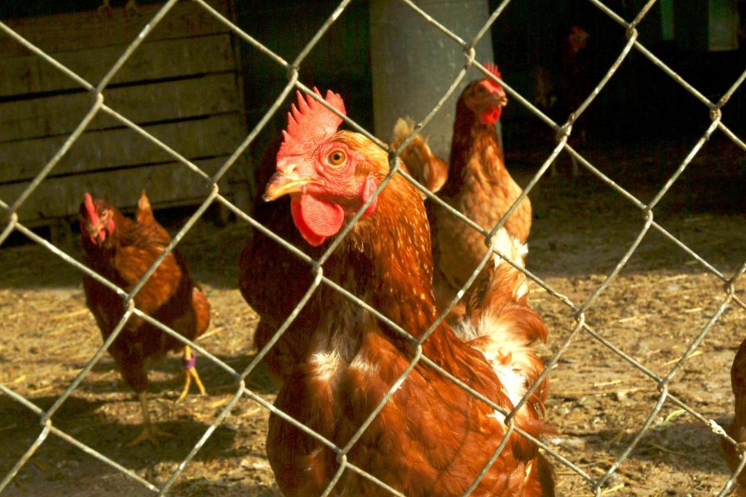 Photo of Others in Campllong