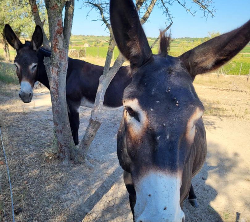 Photo of Others in Tourbes