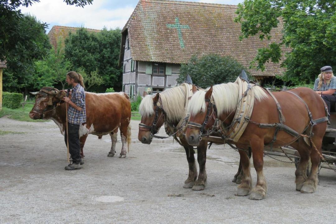 Photo of Others in Bollwiller