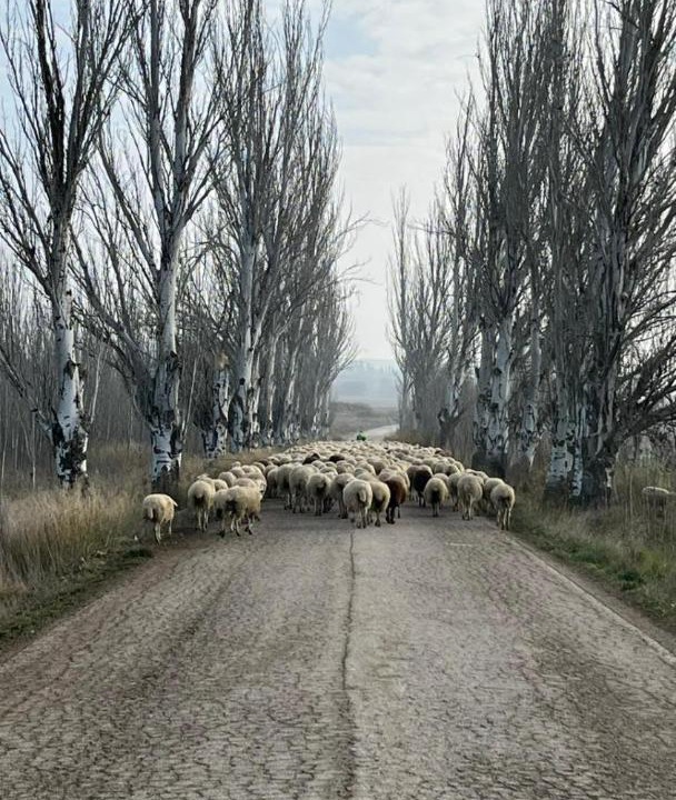 Photo of Others in Tauste