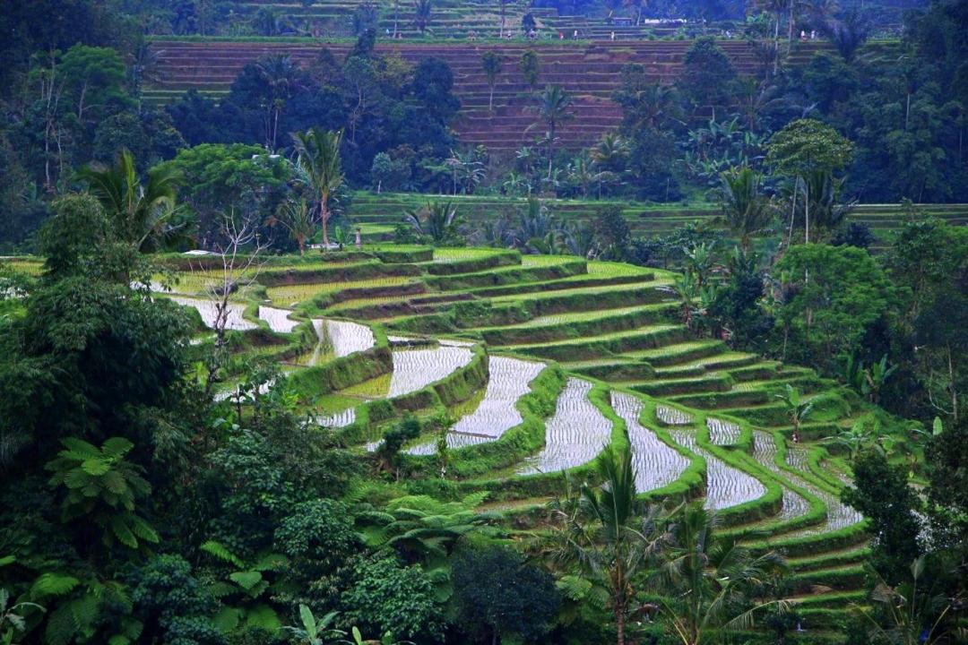 Photo of Others in Munggu